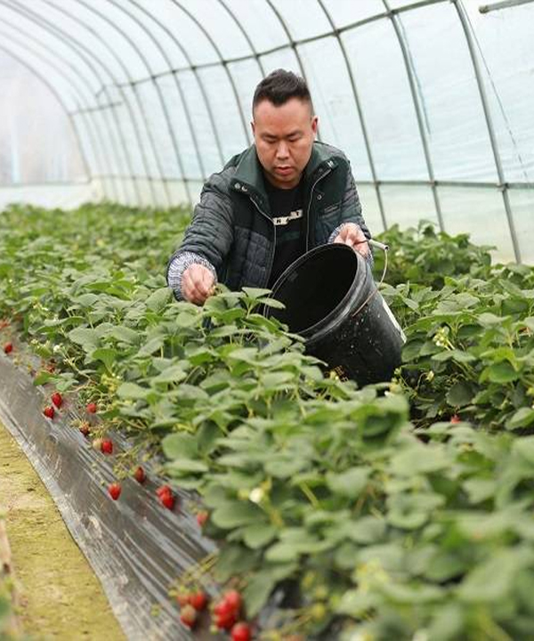 都匀匀东：冬日草莓红 助农喜增收