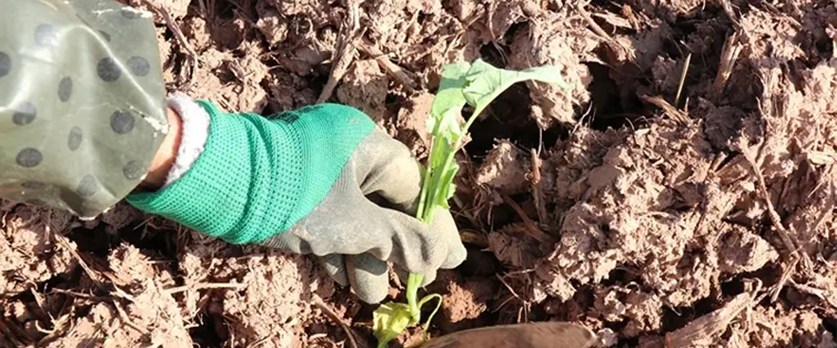 贵州毕节七星关:“冬闲田”变“增收田” 绘就来年丰收新图景