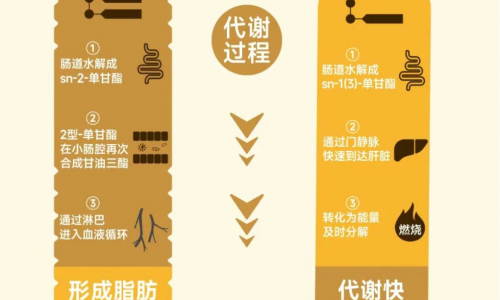 主动“换油”为健康减负，爱纯萃甘油二酯食用油定义餐桌健康新标准