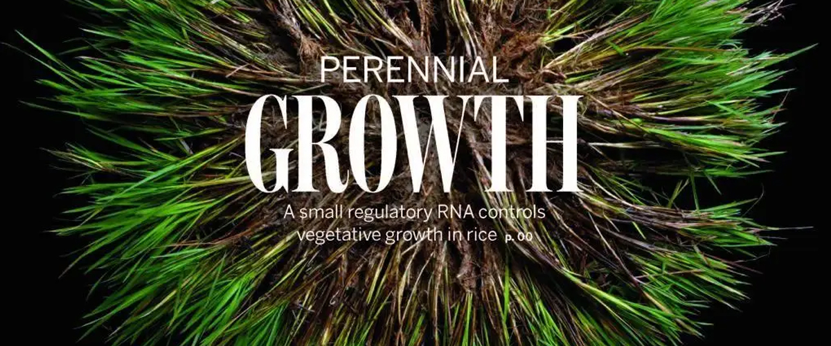 未来收水稻会像采果子？中国科学家破解水稻“多年生”关键