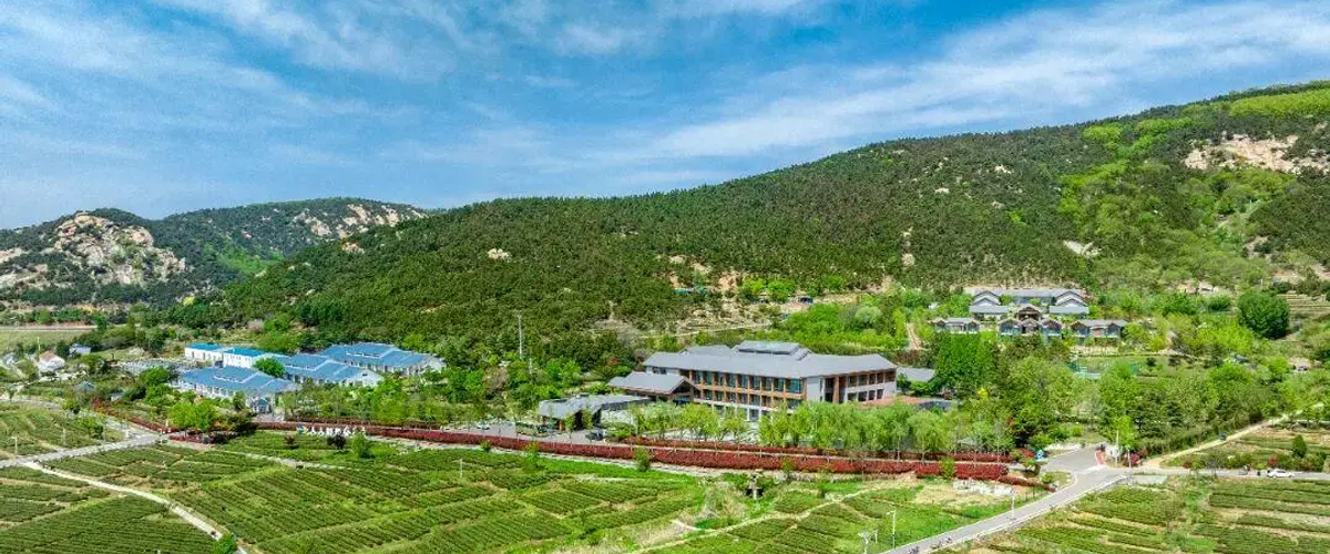 山海相约・一叶成链｜山东港口日照港以茶旅融合赋能乡村振兴